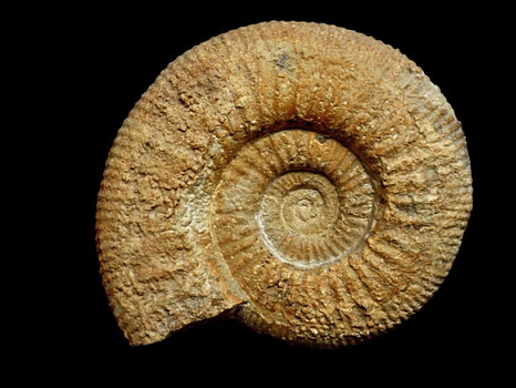 Indosphinctes petaini