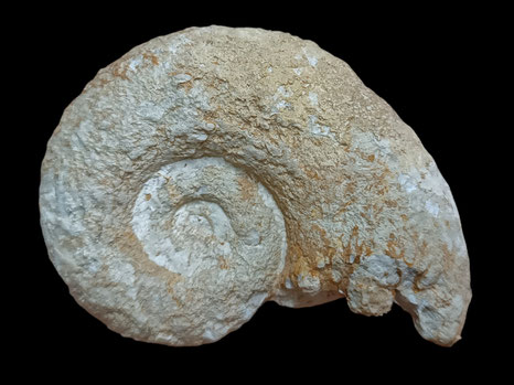 Lytoceras sutile