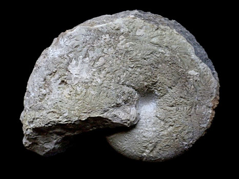 Phylloceras sp