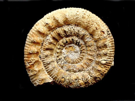 Skirroceras sp