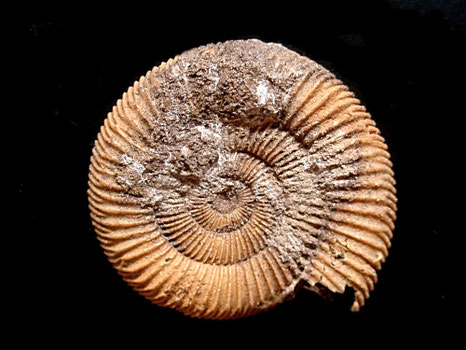Dactylioceras athleticum