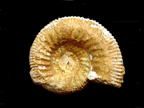 Cadomites lissajousi