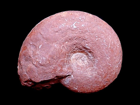 Sowerbyceras loryi