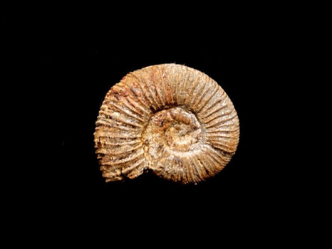 Silesites douvillei