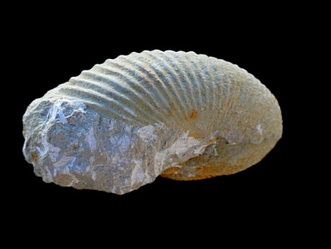 Phyllopachyceras winkleri