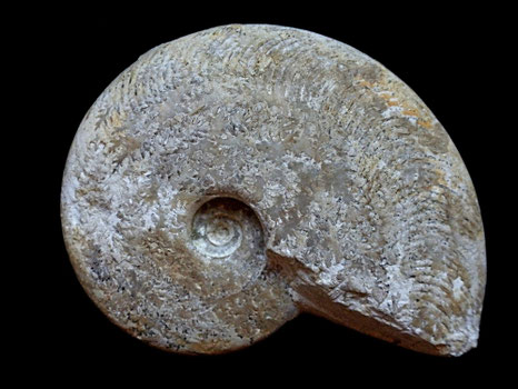 Harpoceras falciferum