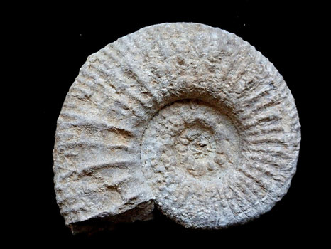 Moravisphinctes fischeri