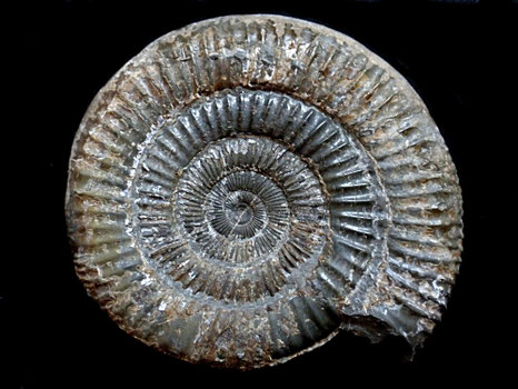 Dactylioceras sp