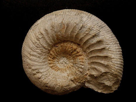 Cadomites deslongchampsii