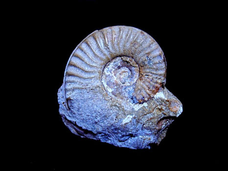 Arieticeras bertrandi