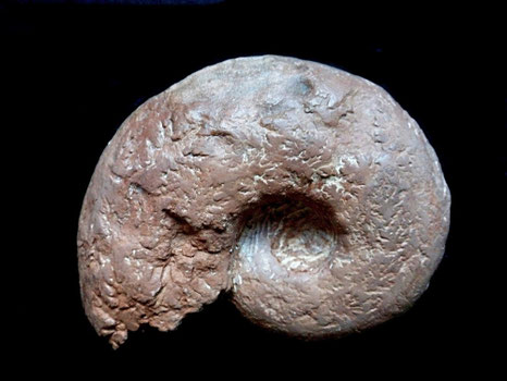 Aspidoceras contemporaneum