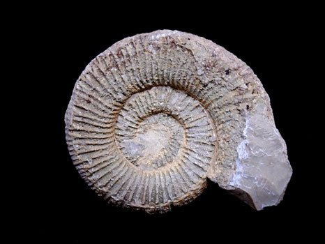 Paraulacosphinctes complanatus