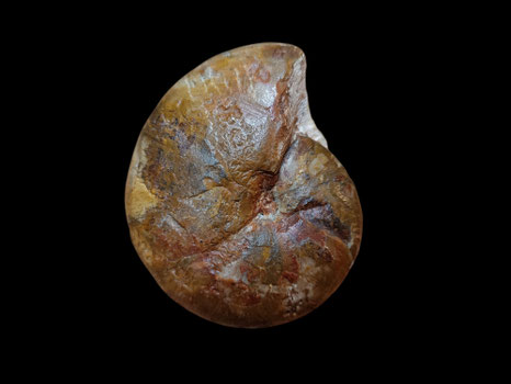 Calliphylloceras benacense