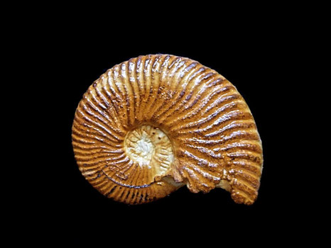 Neocomites neocomiensis