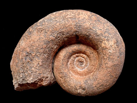 Lytoceras sutile