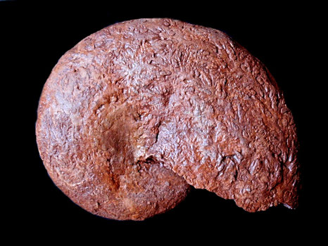 Phylloceras sp
