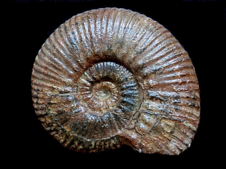 Hammatoceras insigne