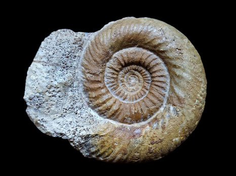 Cleistosphinctes cleistus