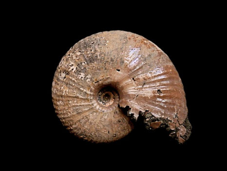 Funiferites patruum