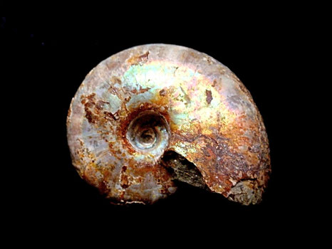 Desmoceras latidorsatum