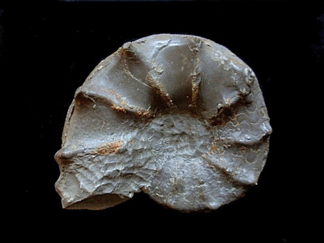 Ammonites, Ceratites spinosus