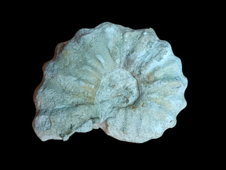 Acanthoceras rhotomagense