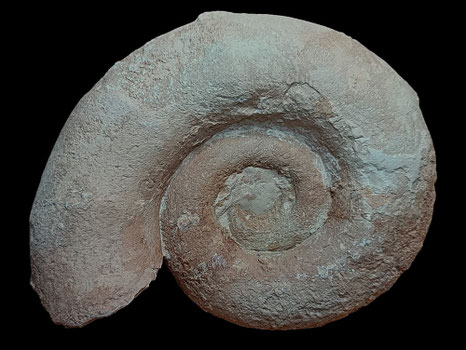 Lytoceras sutile