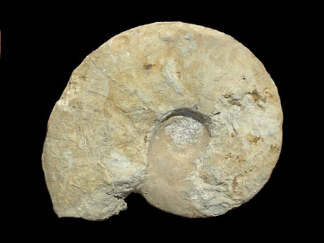 Puzosia mayoriana