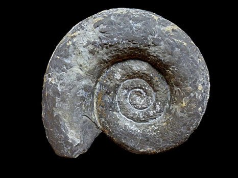 Lytoceras polyanchomenum