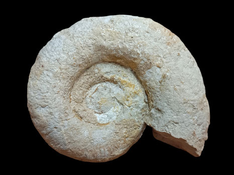 Lytoceras polyanchomenum