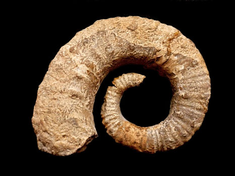 Toxancyloceras vandenheckei