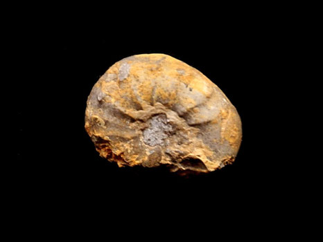 Sutneria platynota