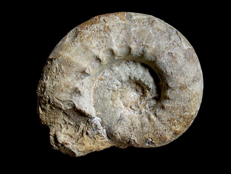 Euaspidoceras hypselum