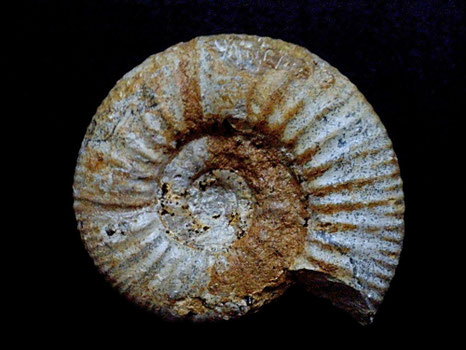 Homoeoplanulites (Parachoffatia) sp