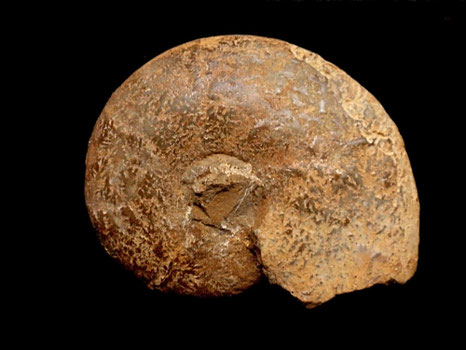 Barremites difficilis