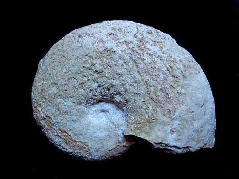 Haploceras elimatum
