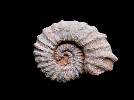 Epipeltoceras treptense