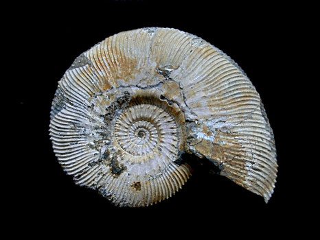 Kosmoceras (Gulielmiceras) gulielmi