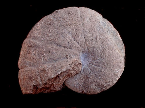 Holcophylloceras polyolcum