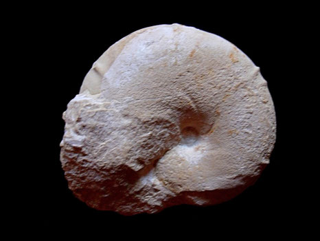 Ptychophylloceras inordatum