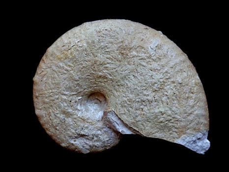 Taramelliceras compsum
