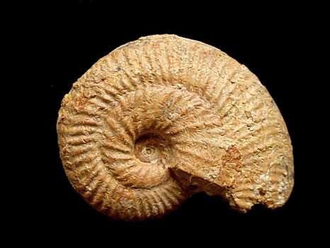 Ochetoceras canaliculatum
