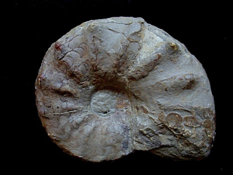 Ceratites nodosus