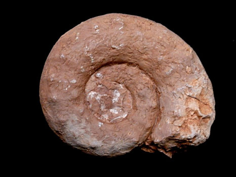 Euaspidoceras paucituberculatum