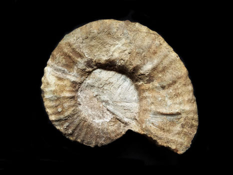 Camereiceras evolutum