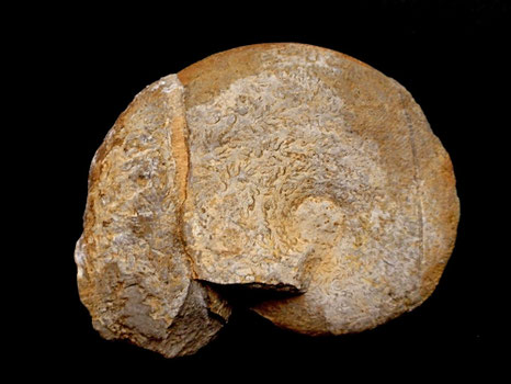 Hypophylloceras ponticuli