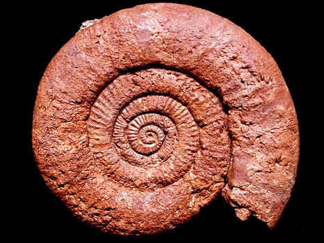 Arisphinctes helenae