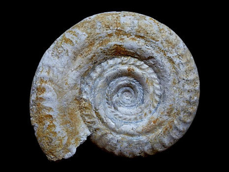 Hildoceras bifrons