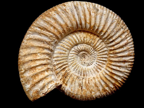 Perisphinctes (Dichotomoceras) stenocycloides