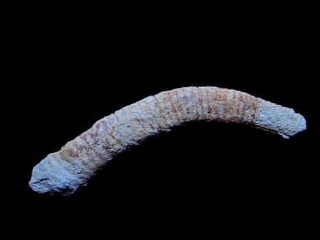 Himantoceras trinodosum